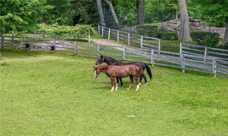 HORSES