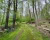 Pathway cleared to walk around on proposed driveway.