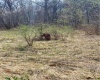 fire hydrant on adjacent property