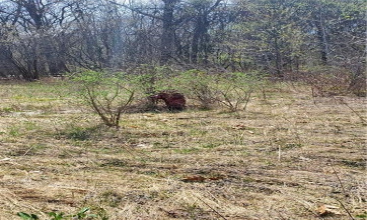 fire hydrant on adjacent property