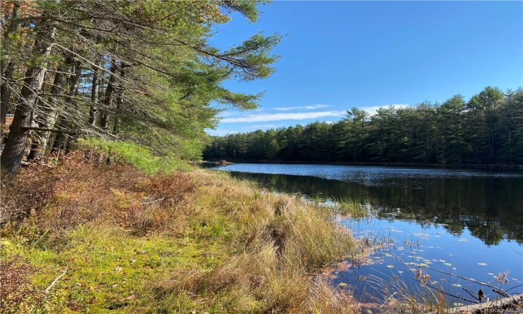 Stag Forest Road, Forestburgh, NY, ,Land,For Sale,Stag Forest,H6268672