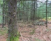 Stag Forest Road, Forestburgh, NY, ,Land,For Sale,Stag Forest,H6268672