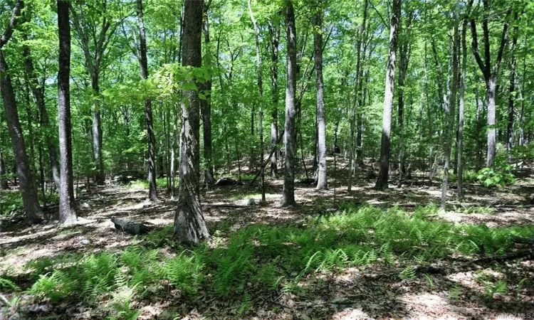 Barbara Drive, Delaware, NY, ,Land,For Sale,Barbara,H6280499