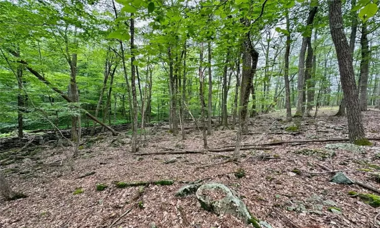 View of local wilderness