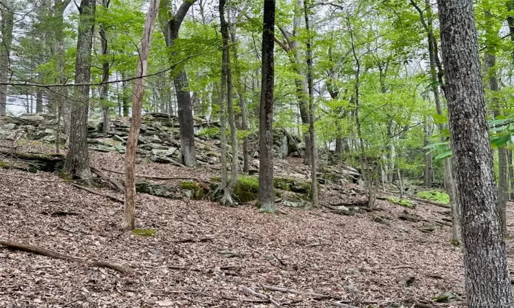 View of local wilderness