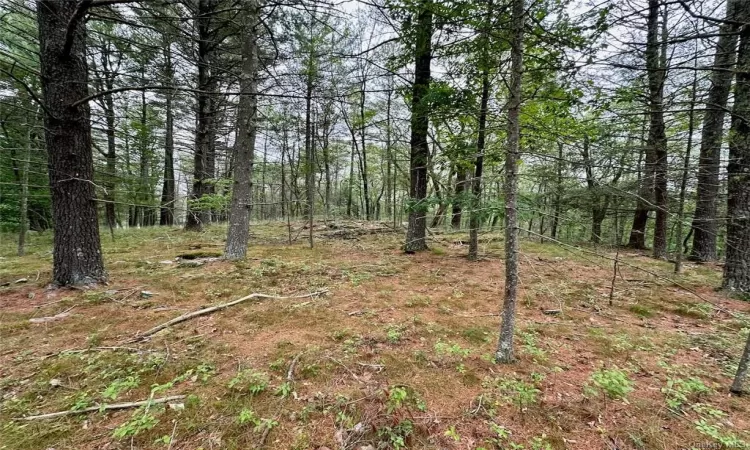 View of local wilderness