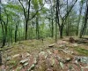 View of local wilderness