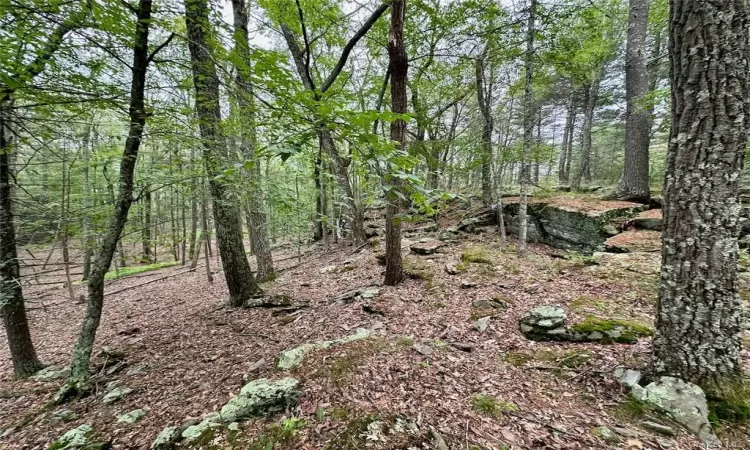 View of local wilderness