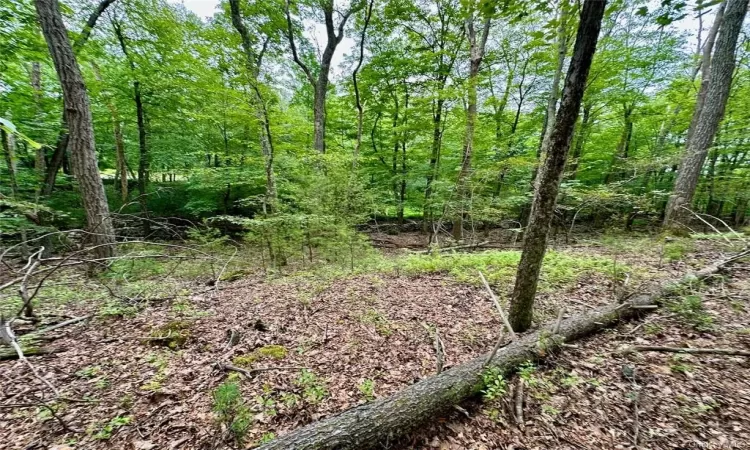 View of local wilderness