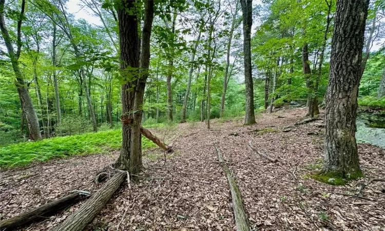 View of local wilderness