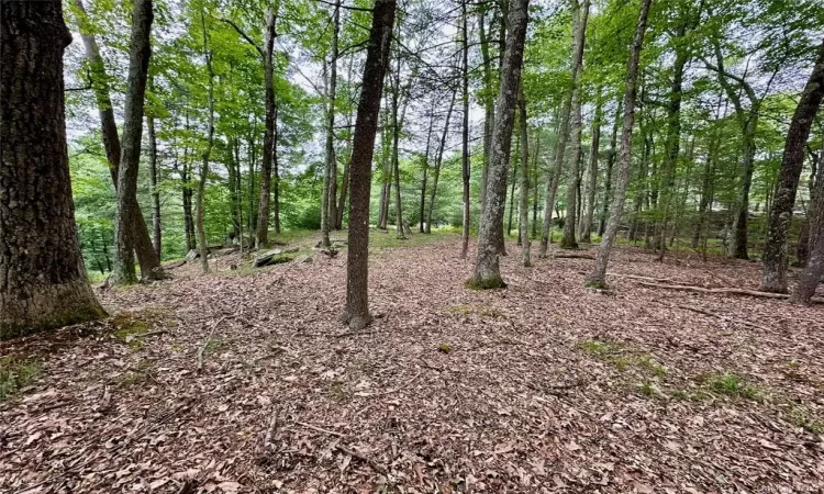 View of local wilderness