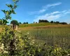 View of yard with a rural view