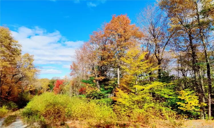 View of local wilderness