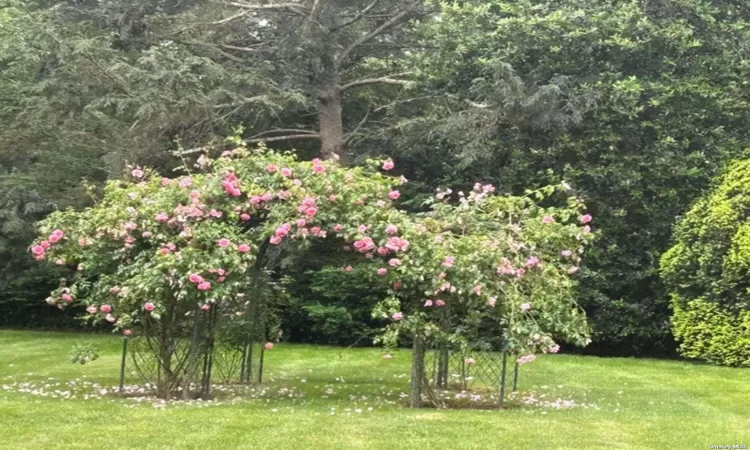 Pink Rose Arbor