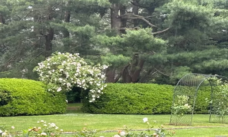 White Rose Garden