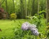 Hydrangea in spring bloom