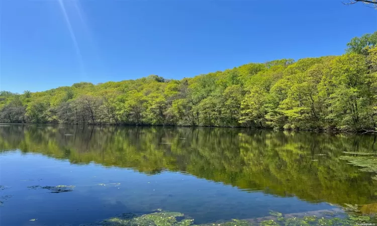 Pond View