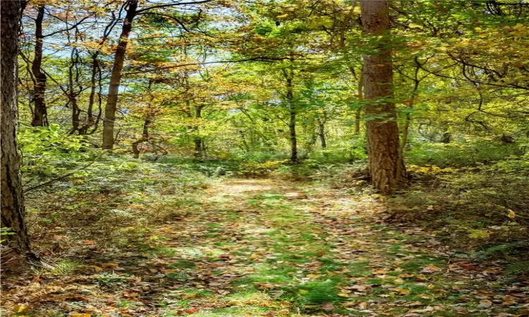 Trail through forest