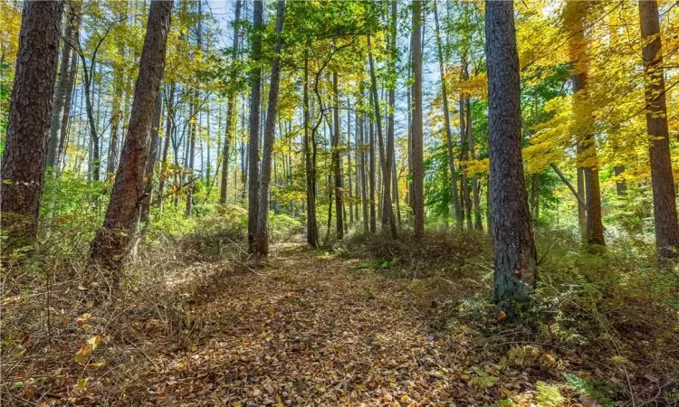 Trail through forest