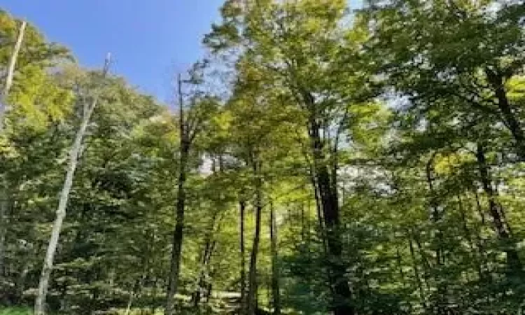 View of nature looking towards build site