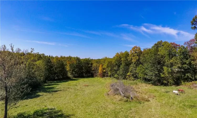 View of local wilderness