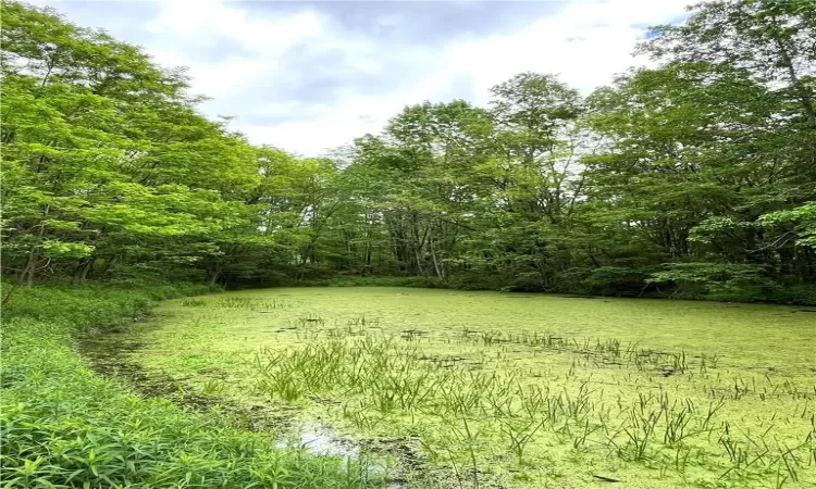 Keep as is for the animals and eco system - or clear out the vines for a pristine fishing/ swimming pond