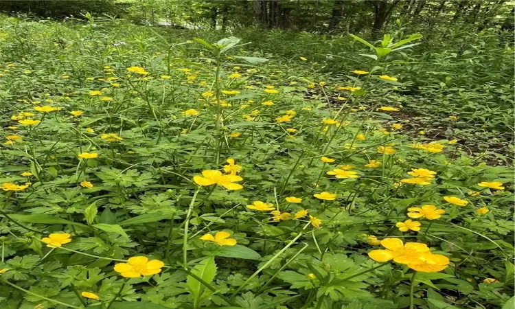 View of local wilderness