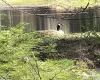 Spring view goose by pond