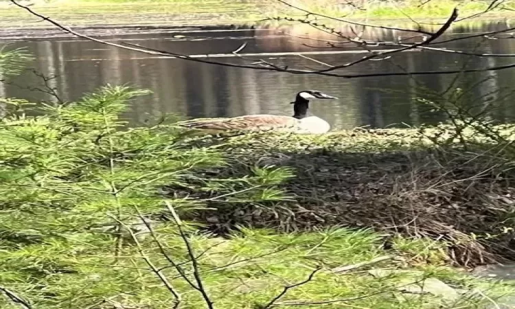 Spring view goose by pond