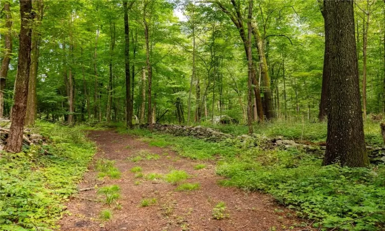 View of local wilderness