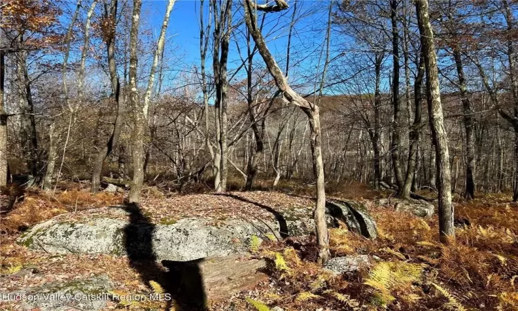 View of local wilderness