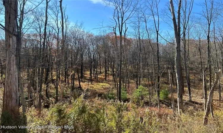 View of local wilderness