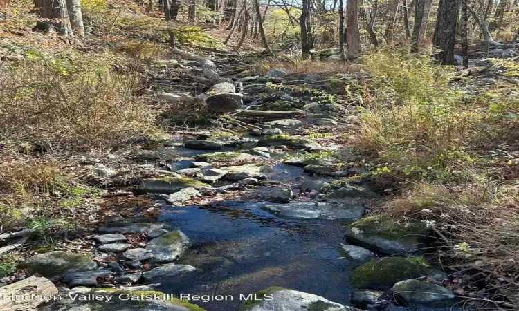 View of local wilderness