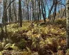 View of local wilderness