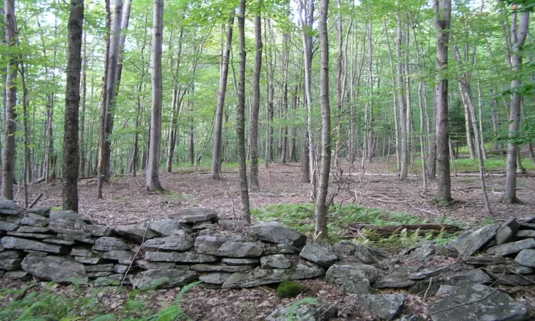 View of local wilderness