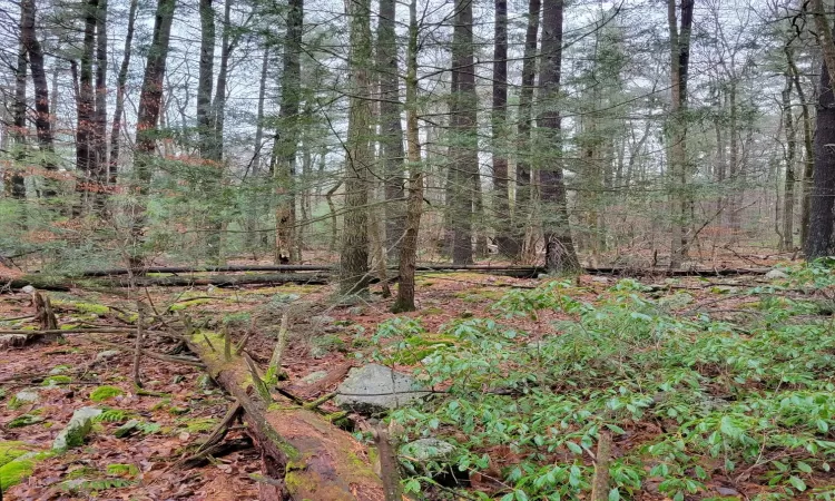 View of local wilderness