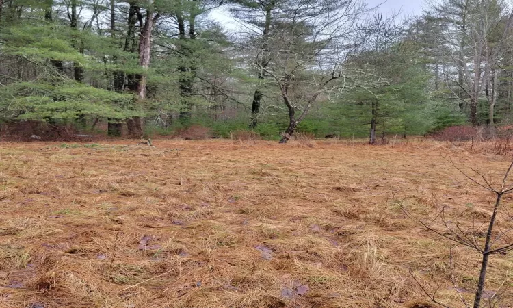 View of local wilderness