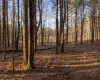 View of local wilderness