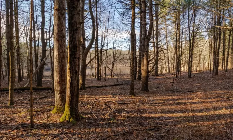 View of local wilderness