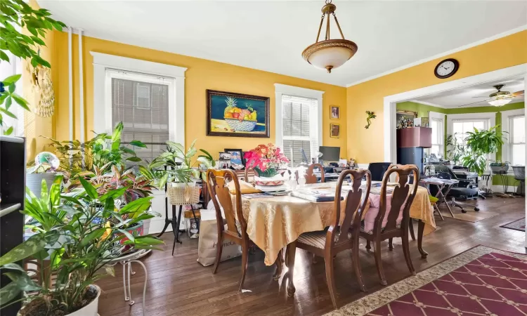 Dining room featuring ceiling fan, crown molding, and dark wood-type flooring