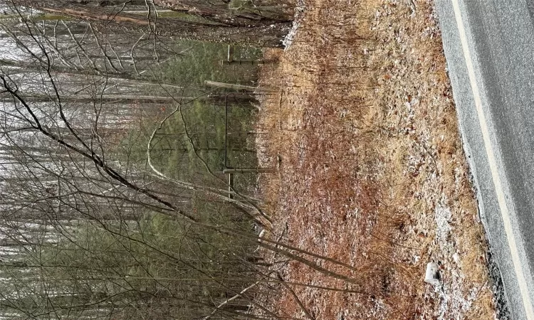 View of local wilderness