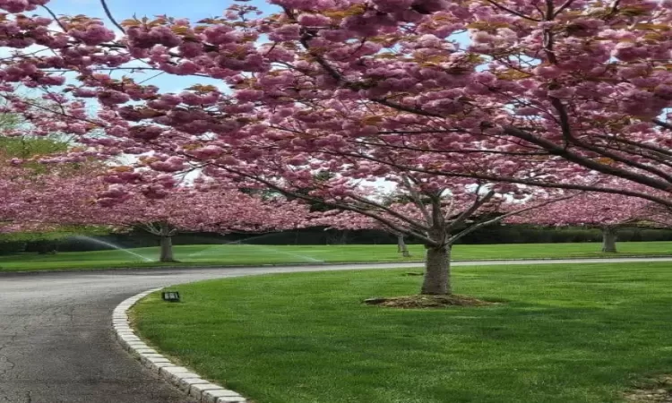 View of property's community featuring a yard