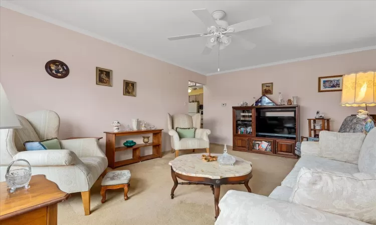 Carpeted living room featuring ceiling fan and crown molding