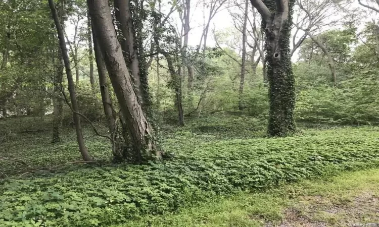 View of landscape with a forest view